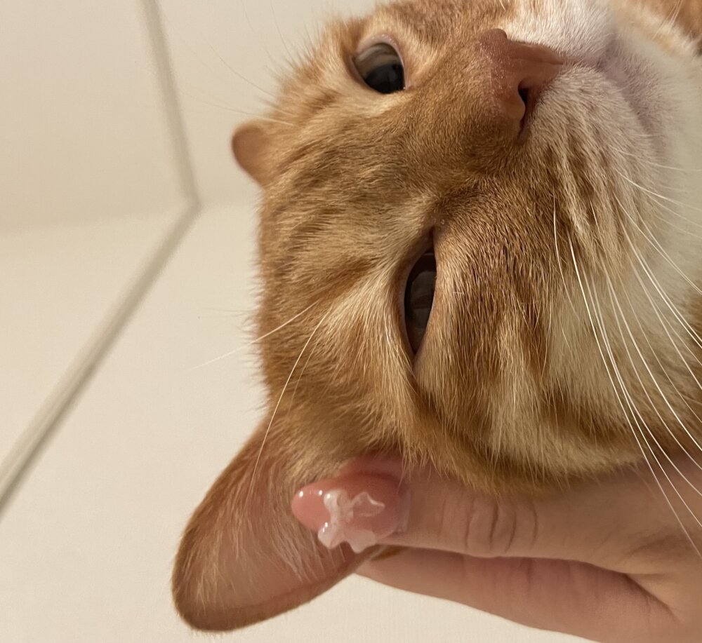 <br />
<b>Warning</b>:  Undefined variable $userID in <b>/home/petwa/pochi-tama.net/public_html/wp-content/themes/pet/single.php</b> on line <b>278</b><br />
そらまる