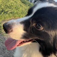 <br />
<b>Warning</b>:  Undefined variable $userID in <b>/home/petwa/pochi-tama.net/public_html/wp-content/themes/pet/single.php</b> on line <b>278</b><br />
はっしー