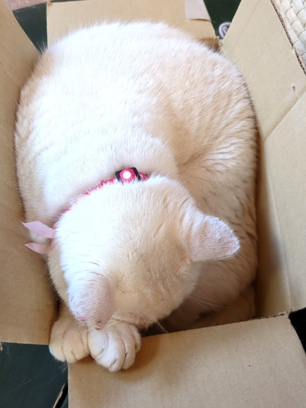 <br />
<b>Warning</b>:  Undefined variable $userID in <b>/home/petwa/pochi-tama.net/public_html/wp-content/themes/pet/single.php</b> on line <b>278</b><br />
nekkoshiroi