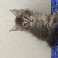 <br />
<b>Warning</b>:  Undefined variable $userID in <b>/home/petwa/pochi-tama.net/public_html/wp-content/themes/pet/single.php</b> on line <b>278</b><br />
QP