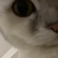 <br />
<b>Warning</b>:  Undefined variable $userID in <b>/home/petwa/pochi-tama.net/public_html/wp-content/themes/pet/single-volunteer.php</b> on line <b>198</b><br />
ココ