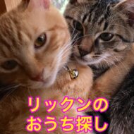 <br />
<b>Warning</b>:  Undefined variable $userID in <b>/home/petwa/pochi-tama.net/public_html/wp-content/themes/pet/single.php</b> on line <b>278</b><br />
リックンのおうち探し