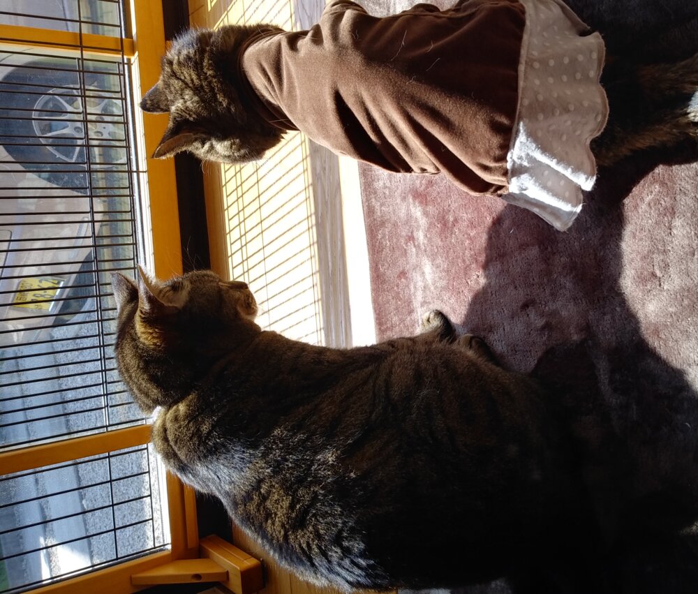 <br />
<b>Warning</b>:  Undefined variable $userID in <b>/home/petwa/pochi-tama.net/public_html/wp-content/themes/pet/single.php</b> on line <b>278</b><br />
tomozo