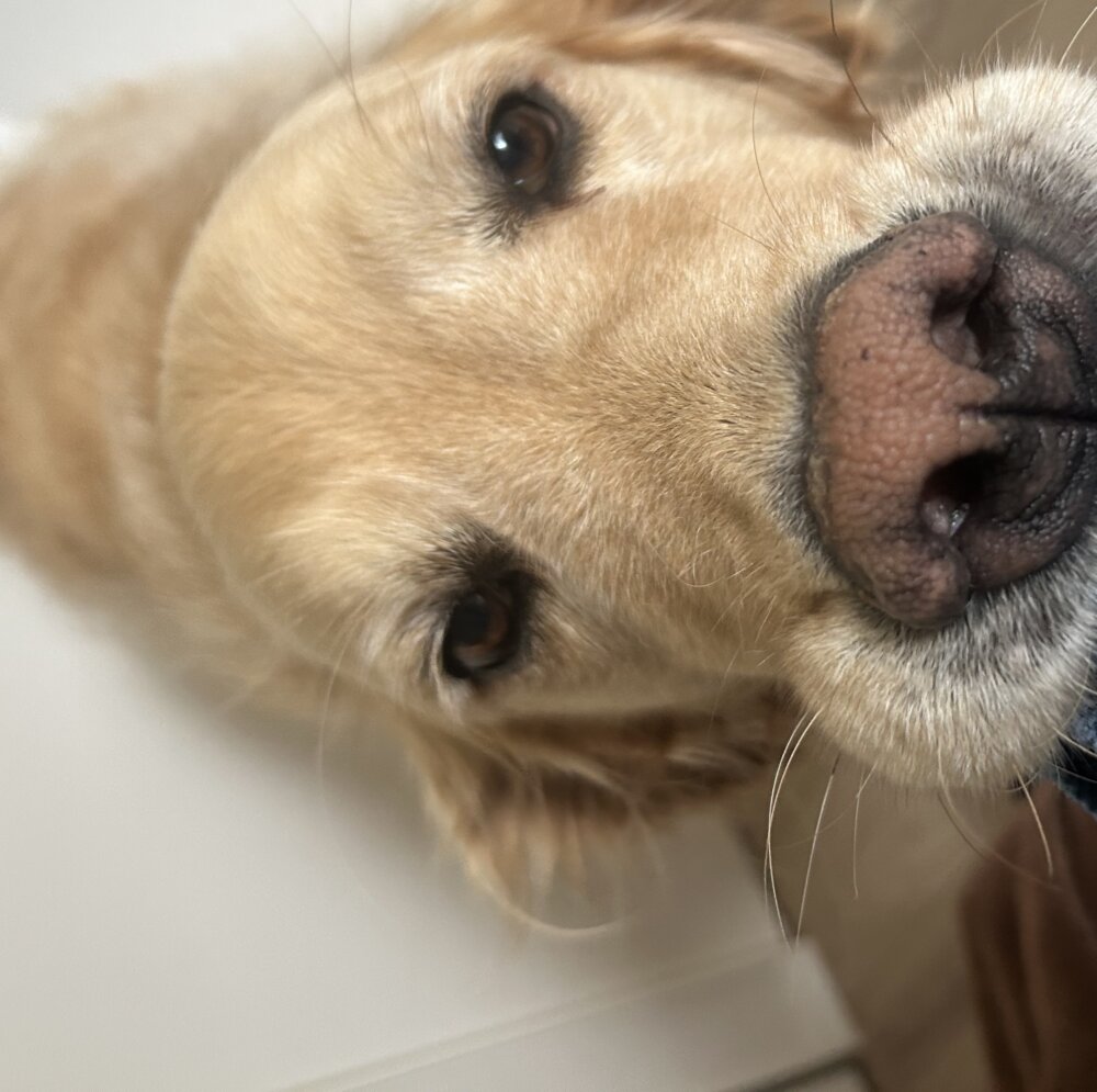 <br />
<b>Warning</b>:  Undefined variable $userID in <b>/home/petwa/pochi-tama.net/public_html/wp-content/themes/pet/single-volunteer.php</b> on line <b>198</b><br />
くるみ