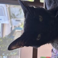 <br />
<b>Warning</b>:  Undefined variable $userID in <b>/home/petwa/pochi-tama.net/public_html/wp-content/themes/pet/single-volunteer.php</b> on line <b>198</b><br />
みみ