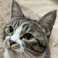 <br />
<b>Warning</b>:  Undefined variable $userID in <b>/home/petwa/pochi-tama.net/public_html/wp-content/themes/pet/single.php</b> on line <b>278</b><br />
collie