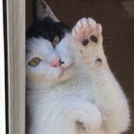 <br />
<b>Warning</b>:  Undefined variable $userID in <b>/home/petwa/pochi-tama.net/public_html/wp-content/themes/pet/single.php</b> on line <b>278</b><br />
neko76