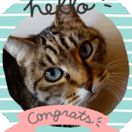 <br />
<b>Warning</b>:  Undefined variable $userID in <b>/home/petwa/pochi-tama.net/public_html/wp-content/themes/pet/single.php</b> on line <b>278</b><br />
キジトラ