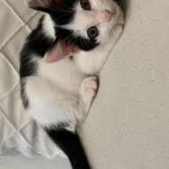 <br />
<b>Warning</b>:  Undefined variable $userID in <b>/home/petwa/pochi-tama.net/public_html/wp-content/themes/pet/single.php</b> on line <b>278</b><br />
りっつん