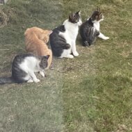 <br />
<b>Warning</b>:  Undefined variable $userID in <b>/home/petwa/pochi-tama.net/public_html/wp-content/themes/pet/single.php</b> on line <b>278</b><br />
e