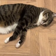 <br />
<b>Warning</b>:  Undefined variable $userID in <b>/home/petwa/pochi-tama.net/public_html/wp-content/themes/pet/single.php</b> on line <b>278</b><br />
みかん