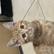 <br />
<b>Warning</b>:  Undefined variable $userID in <b>/home/petwa/pochi-tama.net/public_html/wp-content/themes/pet/single.php</b> on line <b>278</b><br />
めぇめぇ