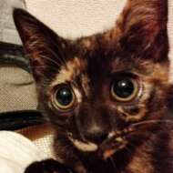 <br />
<b>Warning</b>:  Undefined variable $userID in <b>/home/petwa/pochi-tama.net/public_html/wp-content/themes/pet/single.php</b> on line <b>278</b><br />
鈴木