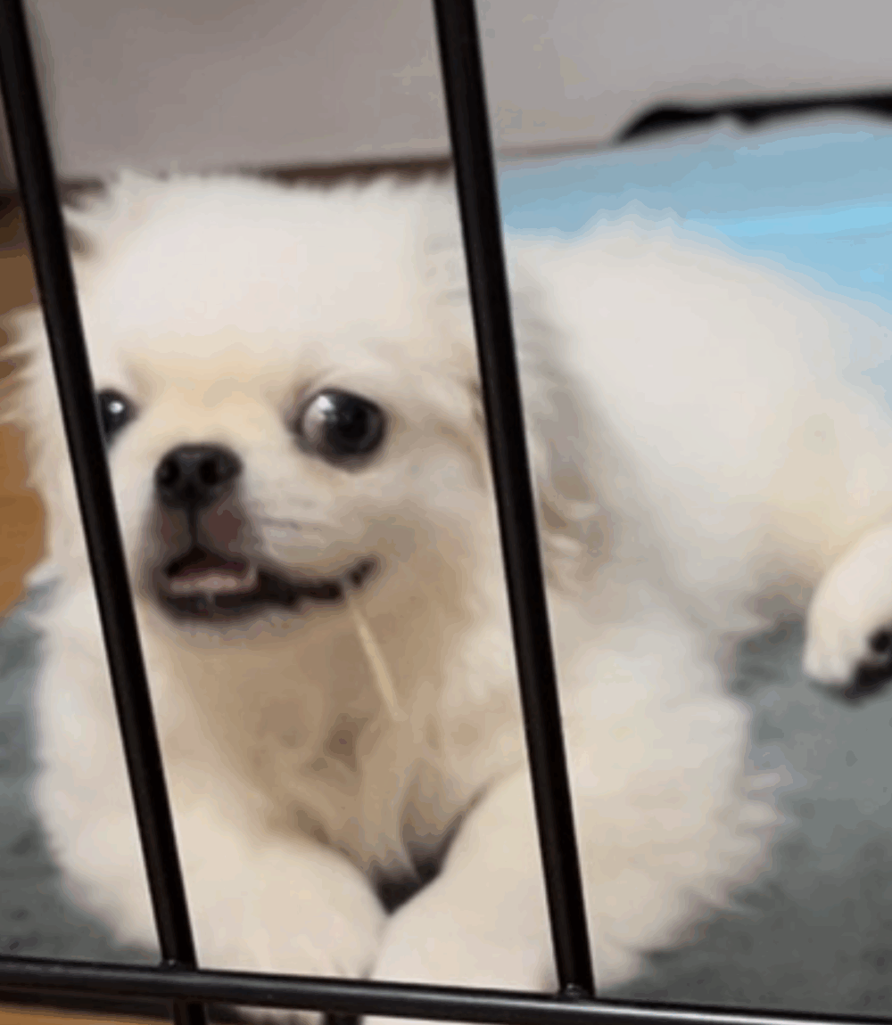 <br />
<b>Warning</b>:  Undefined variable $userID in <b>/home/petwa/pochi-tama.net/public_html/wp-content/themes/pet/single-volunteer.php</b> on line <b>198</b><br />
えりこ玉