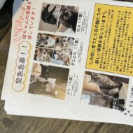 <br />
<b>Warning</b>:  Undefined variable $userID in <b>/home/petwa/pochi-tama.net/public_html/wp-content/themes/pet/single.php</b> on line <b>278</b><br />
あかねこ