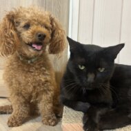 <br />
<b>Warning</b>:  Undefined variable $userID in <b>/home/petwa/pochi-tama.net/public_html/wp-content/themes/pet/single.php</b> on line <b>278</b><br />
ハナテン