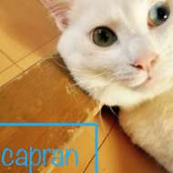 <br />
<b>Warning</b>:  Undefined variable $userID in <b>/home/petwa/pochi-tama.net/public_html/wp-content/themes/pet/single.php</b> on line <b>278</b><br />
capran