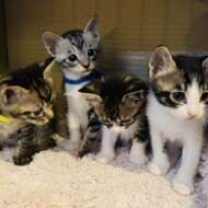 <br />
<b>Warning</b>:  Undefined variable $userID in <b>/home/petwa/pochi-tama.net/public_html/wp-content/themes/pet/single.php</b> on line <b>278</b><br />
たかこ