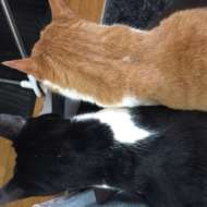 <br />
<b>Warning</b>:  Undefined variable $userID in <b>/home/petwa/pochi-tama.net/public_html/wp-content/themes/pet/single.php</b> on line <b>278</b><br />
うめもと