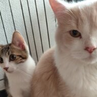 <br />
<b>Warning</b>:  Undefined variable $userID in <b>/home/petwa/pochi-tama.net/public_html/wp-content/themes/pet/single.php</b> on line <b>278</b><br />
トミ