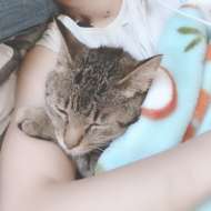 <br />
<b>Warning</b>:  Undefined variable $userID in <b>/home/petwa/pochi-tama.net/public_html/wp-content/themes/pet/single.php</b> on line <b>278</b><br />
めぐみキャット