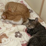 <br />
<b>Warning</b>:  Undefined variable $userID in <b>/home/petwa/pochi-tama.net/public_html/wp-content/themes/pet/single.php</b> on line <b>278</b><br />
なぁち