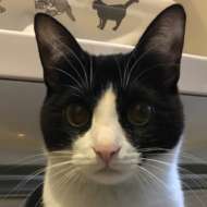 <br />
<b>Warning</b>:  Undefined variable $userID in <b>/home/petwa/pochi-tama.net/public_html/wp-content/themes/pet/single.php</b> on line <b>278</b><br />
ミュウ