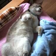 <br />
<b>Warning</b>:  Undefined variable $userID in <b>/home/petwa/pochi-tama.net/public_html/wp-content/themes/pet/single.php</b> on line <b>278</b><br />
sakijaga