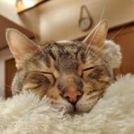 <br />
<b>Warning</b>:  Undefined variable $userID in <b>/home/petwa/pochi-tama.net/public_html/wp-content/themes/pet/single.php</b> on line <b>278</b><br />
シュラのママさん