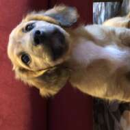 <br />
<b>Warning</b>:  Undefined variable $userID in <b>/home/petwa/pochi-tama.net/public_html/wp-content/themes/pet/single.php</b> on line <b>278</b><br />
うおのめわんわん