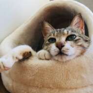 <br />
<b>Warning</b>:  Undefined variable $userID in <b>/home/petwa/pochi-tama.net/public_html/wp-content/themes/pet/single.php</b> on line <b>278</b><br />
なっつ