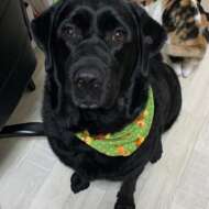 <br />
<b>Warning</b>:  Undefined variable $userID in <b>/home/petwa/pochi-tama.net/public_html/wp-content/themes/pet/single-volunteer.php</b> on line <b>198</b><br />
小さな天使🐶🐱💕