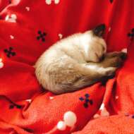 <br />
<b>Warning</b>:  Undefined variable $userID in <b>/home/petwa/pochi-tama.net/public_html/wp-content/themes/pet/single.php</b> on line <b>278</b><br />
ねこねこ