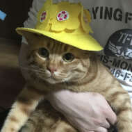 <br />
<b>Warning</b>:  Undefined variable $userID in <b>/home/petwa/pochi-tama.net/public_html/wp-content/themes/pet/single.php</b> on line <b>278</b><br />
Naka.