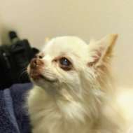 <br />
<b>Warning</b>:  Undefined variable $userID in <b>/home/petwa/pochi-tama.net/public_html/wp-content/themes/pet/single.php</b> on line <b>278</b><br />
TONIN