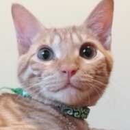 <br />
<b>Warning</b>:  Undefined variable $userID in <b>/home/petwa/pochi-tama.net/public_html/wp-content/themes/pet/single.php</b> on line <b>278</b><br />
manapan