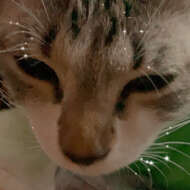 <br />
<b>Warning</b>:  Undefined variable $userID in <b>/home/petwa/pochi-tama.net/public_html/wp-content/themes/pet/single.php</b> on line <b>278</b><br />
まめ