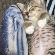 <br />
<b>Warning</b>:  Undefined variable $userID in <b>/home/petwa/pochi-tama.net/public_html/wp-content/themes/pet/single.php</b> on line <b>278</b><br />
にゃんにゃにゃん