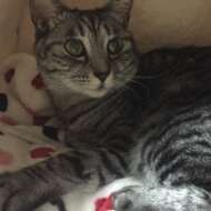 <br />
<b>Warning</b>:  Undefined variable $userID in <b>/home/petwa/pochi-tama.net/public_html/wp-content/themes/pet/single-joutokai.php</b> on line <b>148</b><br />
Pico22（ピコニャンニャン）