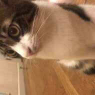 <br />
<b>Warning</b>:  Undefined variable $userID in <b>/home/petwa/pochi-tama.net/public_html/wp-content/themes/pet/single.php</b> on line <b>278</b><br />
ぽぽ