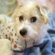 <br />
<b>Warning</b>:  Undefined variable $userID in <b>/home/petwa/pochi-tama.net/public_html/wp-content/themes/pet/single.php</b> on line <b>278</b><br />
ケーコまま