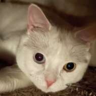 <br />
<b>Warning</b>:  Undefined variable $userID in <b>/home/petwa/pochi-tama.net/public_html/wp-content/themes/pet/single.php</b> on line <b>278</b><br />
ミイ子