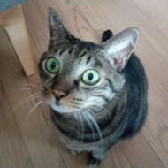 <br />
<b>Warning</b>:  Undefined variable $userID in <b>/home/petwa/pochi-tama.net/public_html/wp-content/themes/pet/single.php</b> on line <b>278</b><br />
みゅう