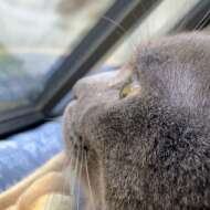 <br />
<b>Warning</b>:  Undefined variable $userID in <b>/home/petwa/pochi-tama.net/public_html/wp-content/themes/pet/single.php</b> on line <b>278</b><br />
ミカママ