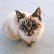 <br />
<b>Warning</b>:  Undefined variable $userID in <b>/home/petwa/pochi-tama.net/public_html/wp-content/themes/pet/single.php</b> on line <b>278</b><br />
chobi7