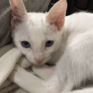 <br />
<b>Warning</b>:  Undefined variable $userID in <b>/home/petwa/pochi-tama.net/public_html/wp-content/themes/pet/single.php</b> on line <b>278</b><br />
ニャンブル