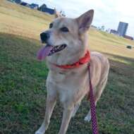 <br />
<b>Warning</b>:  Undefined variable $userID in <b>/home/petwa/pochi-tama.net/public_html/wp-content/themes/pet/single.php</b> on line <b>278</b><br />
ミントハウス