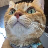 <br />
<b>Warning</b>:  Undefined variable $userID in <b>/home/petwa/pochi-tama.net/public_html/wp-content/themes/pet/single-joutokai.php</b> on line <b>148</b><br />
ねころ部