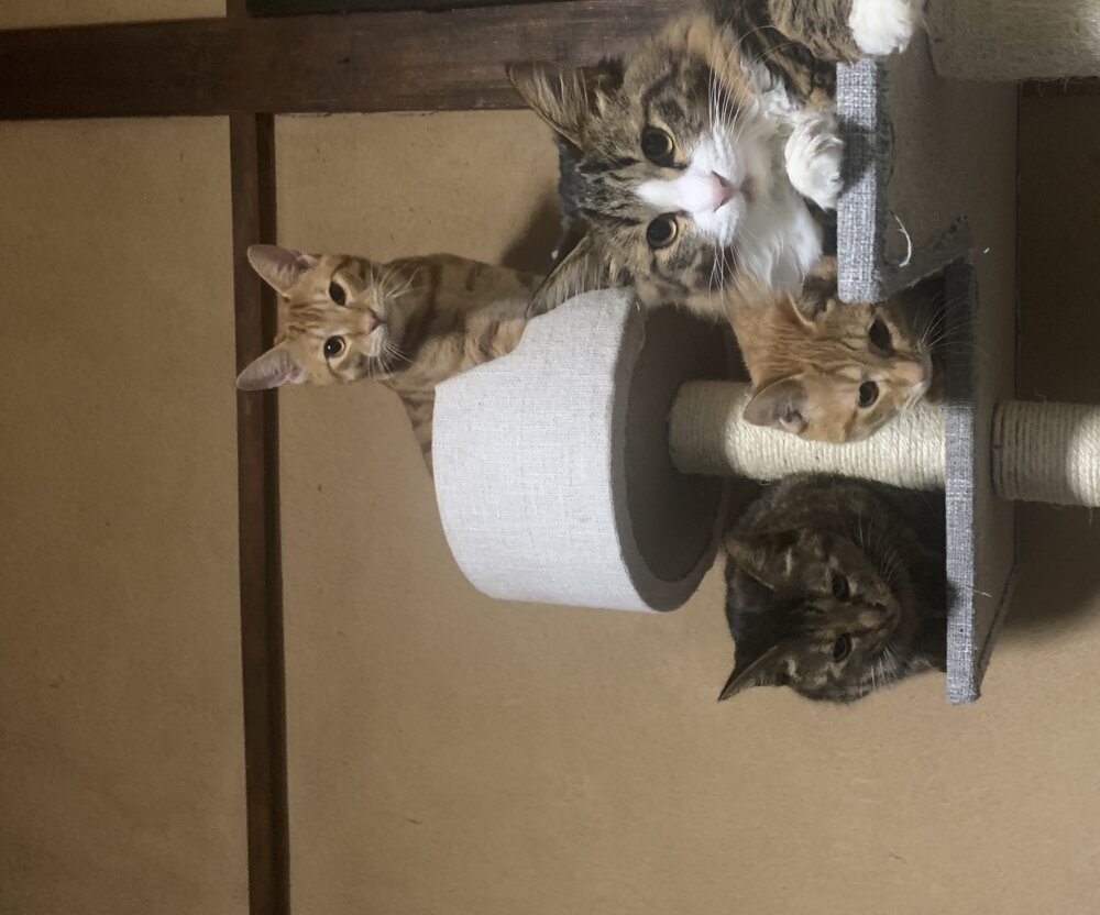 <br />
<b>Warning</b>:  Undefined variable $userID in <b>/home/petwa/pochi-tama.net/public_html/wp-content/themes/pet/single.php</b> on line <b>278</b><br />
のむ