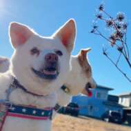 <br />
<b>Warning</b>:  Undefined variable $userID in <b>/home/petwa/pochi-tama.net/public_html/wp-content/themes/pet/single.php</b> on line <b>278</b><br />
はせ